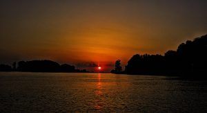 apus in delta dunarii